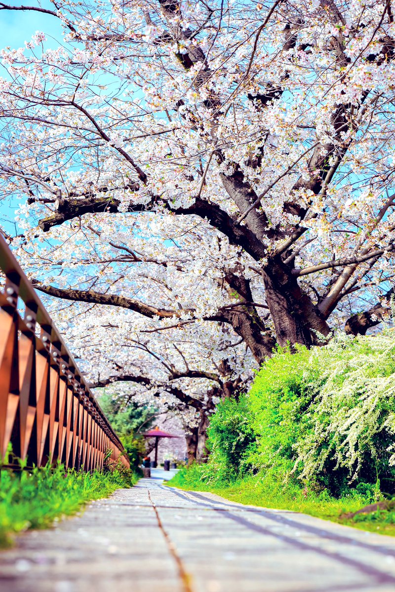 ハヤシカメラ📸✨スタジオ🏮京都下鴨茶論🦆 コスプレイベント➡️鴨コス🦆代表 tweet media
