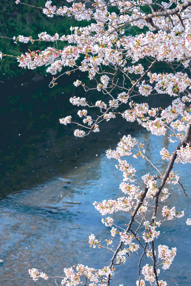 ハヤシカメラ📸✨スタジオ🏮京都下鴨茶論🦆 コスプレイベント➡️鴨コス🦆代表 tweet media