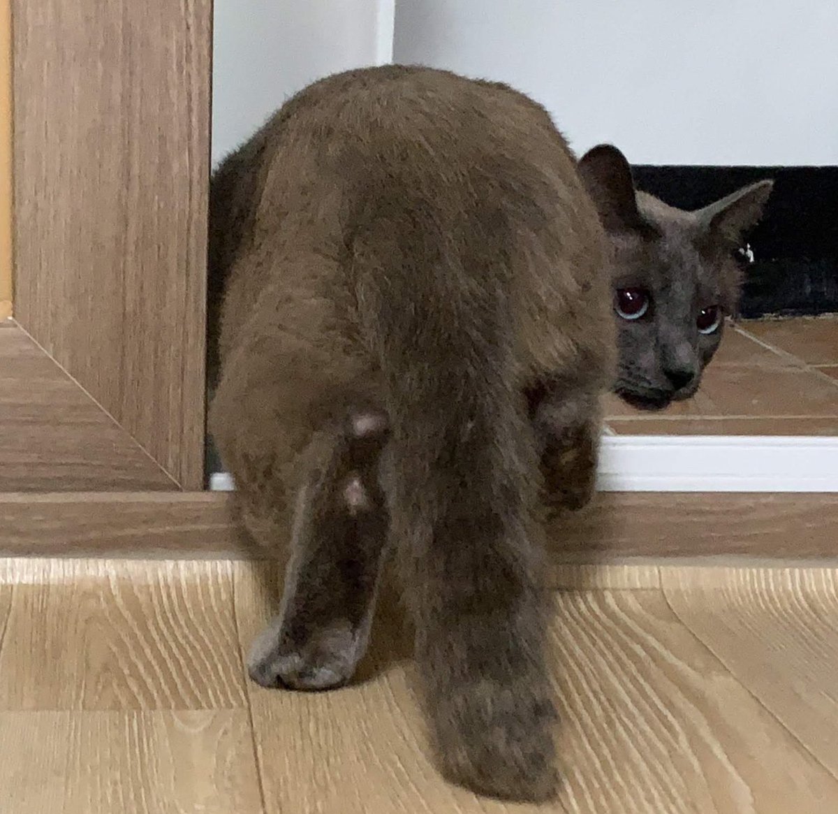 샴고앵 이차차 tweet media