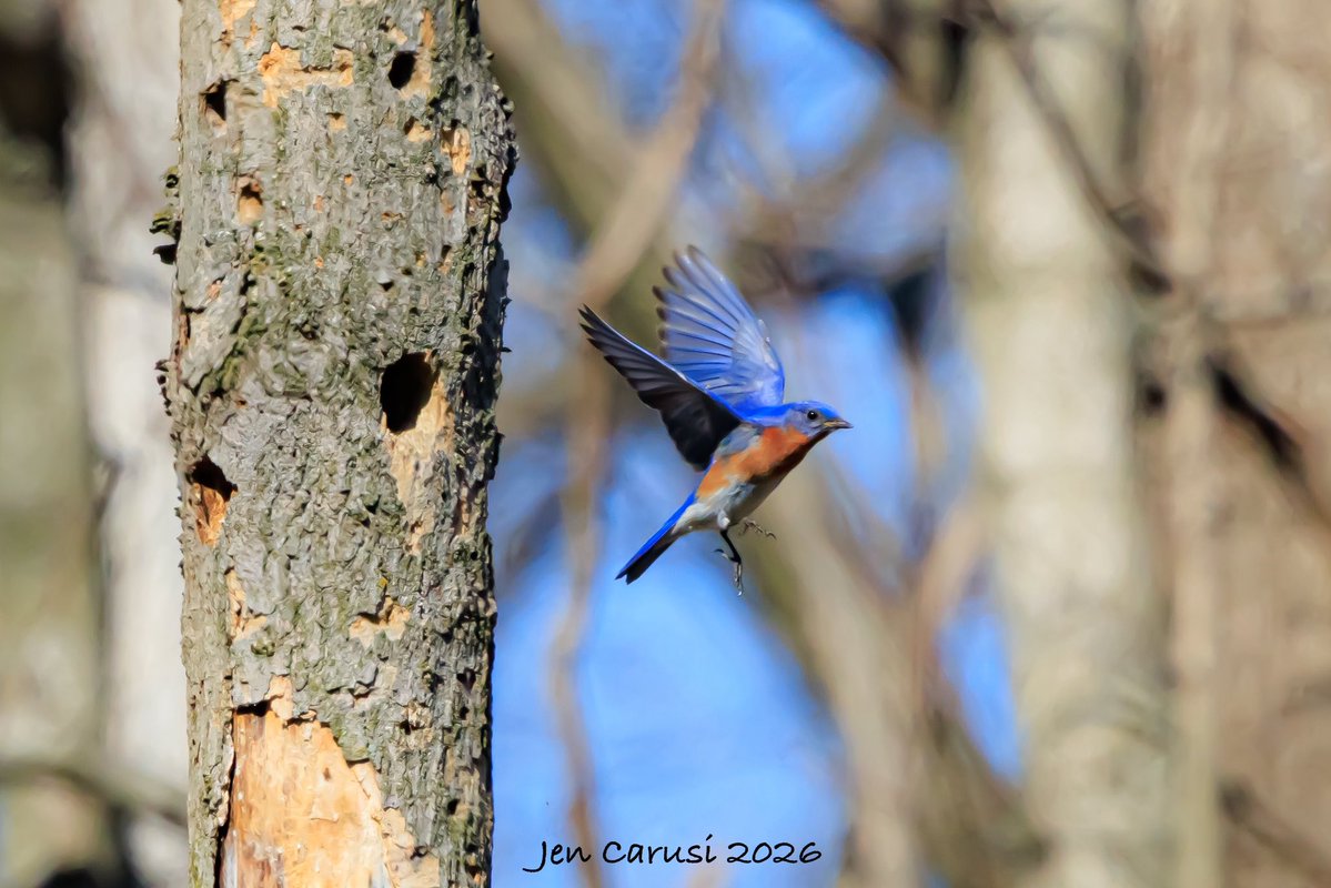 todaysbird's tweet image. Eastern bluebird.
(Photo courtesy of Jen Carusi)
#birds #NaturePhotography #wildlife #nature