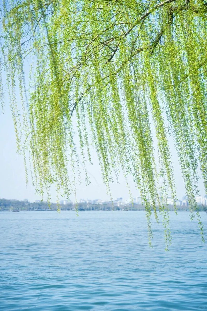 Hangzhou_CHINA's tweet photo. Spring arrives early in Jiangnan, and the color of willow green is one of its first signs.
Besides West Lake, willow branches are also appearing in parks, along roads and by the water, bringing a fresh green touch to everyday views.
#Hangzhou #SpringInHangzhou #Jiangnan https://t.co/kAwiDE61n5