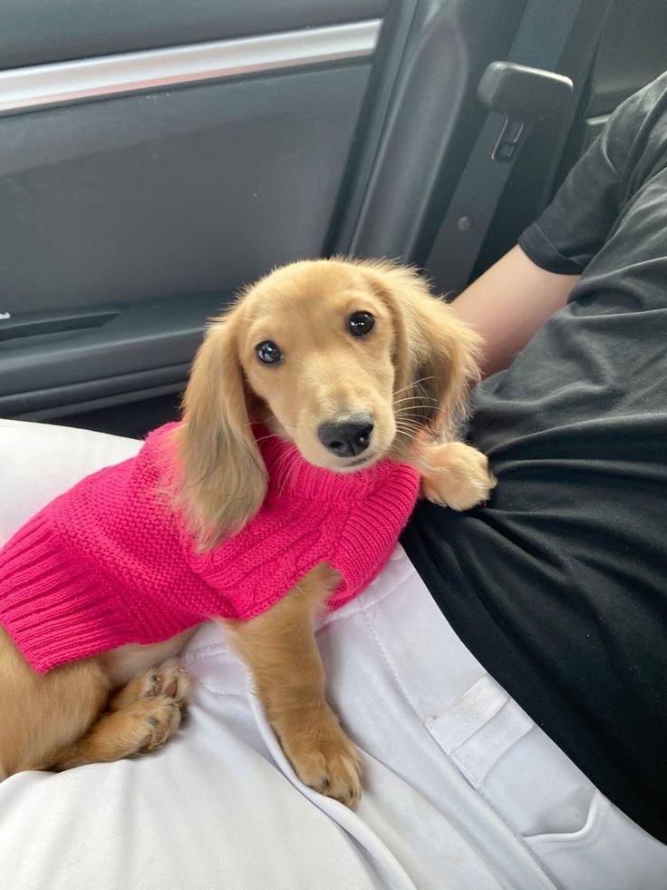 dachshundzones's tweet image. she knows exactly how to get what she wants 😭
#dachshund #dogsoftwitter
