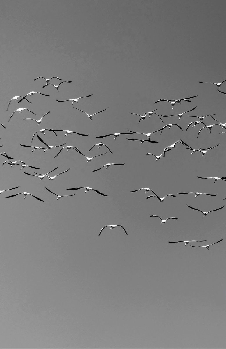 ignore 🦮🐕‍🦺 tweet media