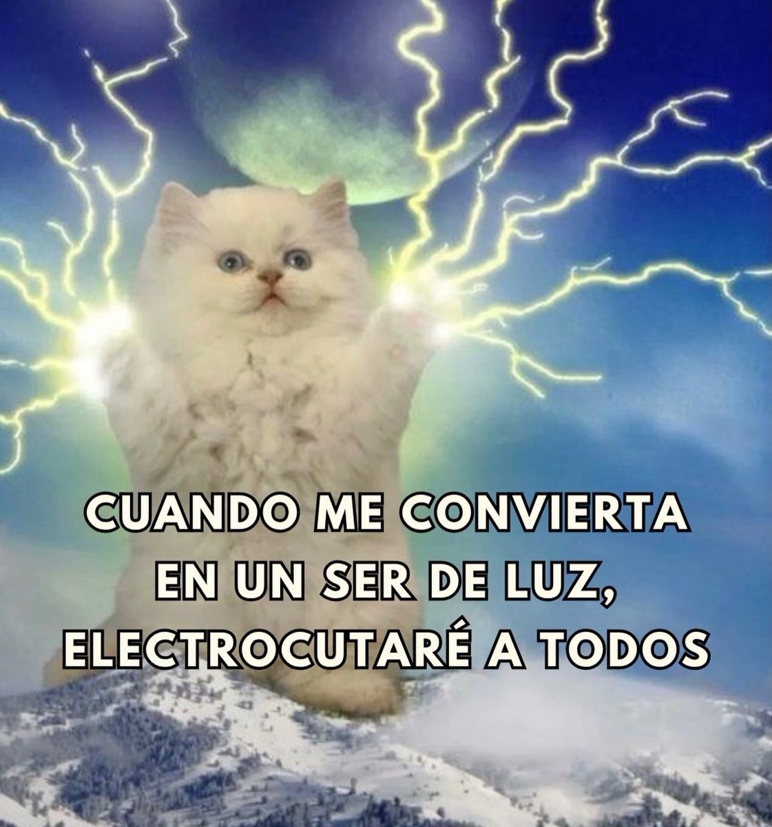 Mundo de Bigotes (@mundodebigotes) on Twitter photo 