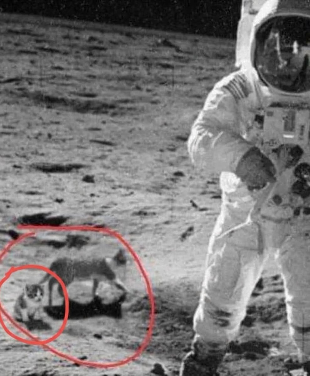 smol silly cat tweet media