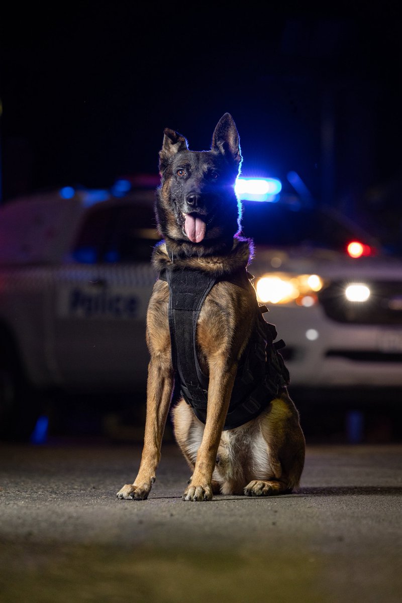 WAPoliceCanine tweet media