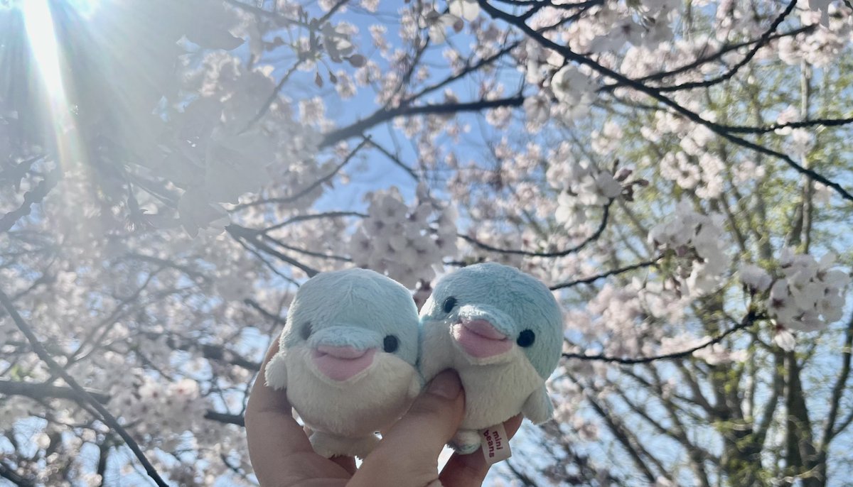 私のもとにも🐬ちゃんが来ました
なかよくしようね！