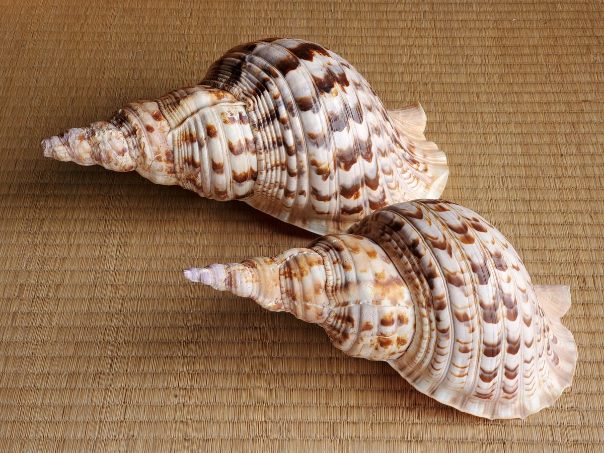 miyoshinsai's tweet image. 法螺貝製作。
六月に甲斐駒ヶ岳の駒嶽神社で行う法螺貝講習会に先駆け、法螺貝作りを呼び掛けたところ、二名の参加者がありました。参加者の予定が合わなかった為、先週と昨日、二回に渡っての制作作業です。