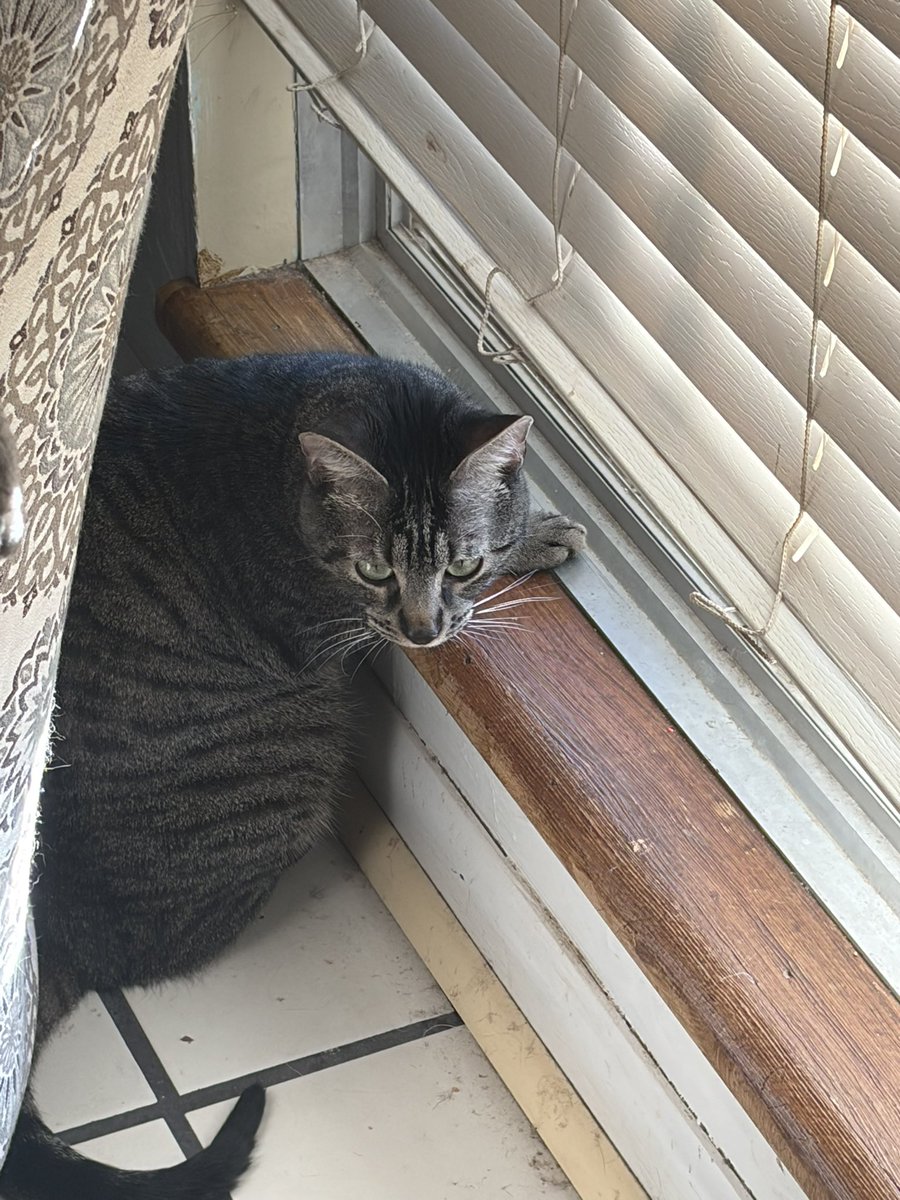 meowtuah88's tweet image. promotwt of awesomeness

18
hispanic
meowing expert
lol, ow, fort, dbd
ask for discord!! 
dms always open :p
meow tuah!!!!!
hmu :3 

 #moothunt #mutuals #meow #promotwt #leaguetwt #discord #collegestudent #cosplaytwt #edater #loltwt #anitwt #owtwt