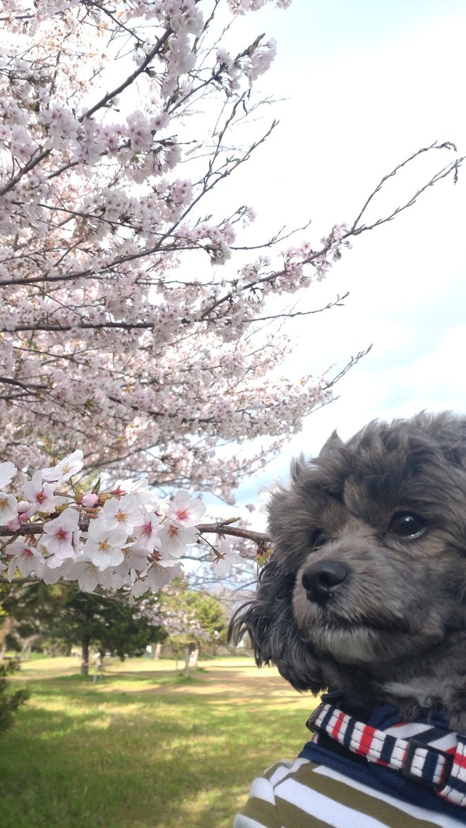 Butimaru02's tweet photo. 桜満開だったね🌸

 #滋賀 
 #桜撮影 
 #犬との生活 https://t.co/YmHDIxSZ06