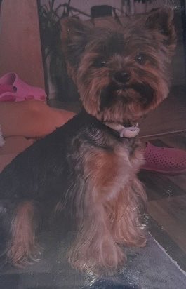 Policie ČR tweet media