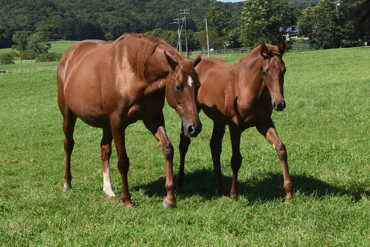 しゃーくていむ tweet media