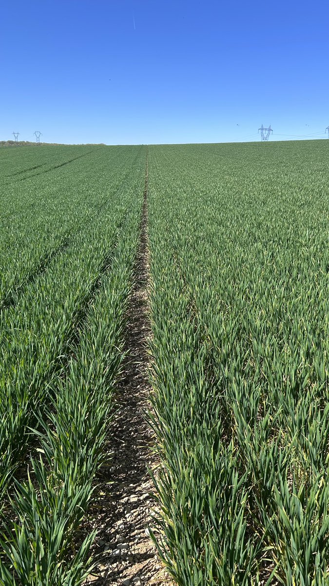 OlivierCOSTE2's tweet image. Je suis avec une #Agriculture des plateaux de #Bourgogne.
Je suis entre 2 variétés,l’une qui est déjà en stress,alors que l’autre est saine.
Sais-tu @BONNIN1402 si dans le #BSV et concernant le #blé,comment est précisé le risque #oïdium par la #sécheresse ?
#VisMaVieDeArc #Yonne