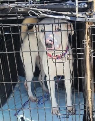 @PawsnTails4TX 🇺🇸🇺🇸🐾🐾 tweet media