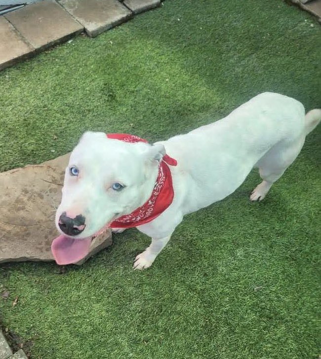 @PawsnTails4TX 🇺🇸🇺🇸🐾🐾 tweet media