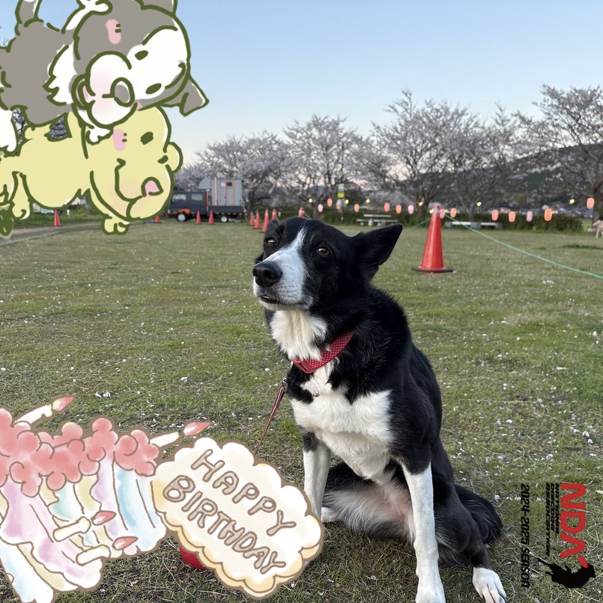 Ichiyanagi51's tweet photo. デトネ10歳の誕生日、おめでとう！！

#NDA誕生日  #Discdog #お誕生日おめでとう #ハッピーバースデー #ディスクドッグ #nationaldiscdogassociation #犬 #わんこ https://t.co/a54yQMldcT