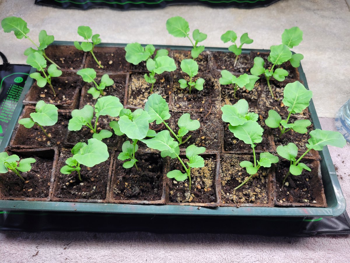 Vincent Cogliano Jr tweet media