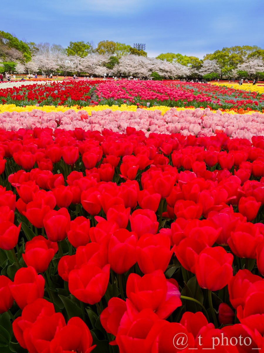 とーりん tweet media