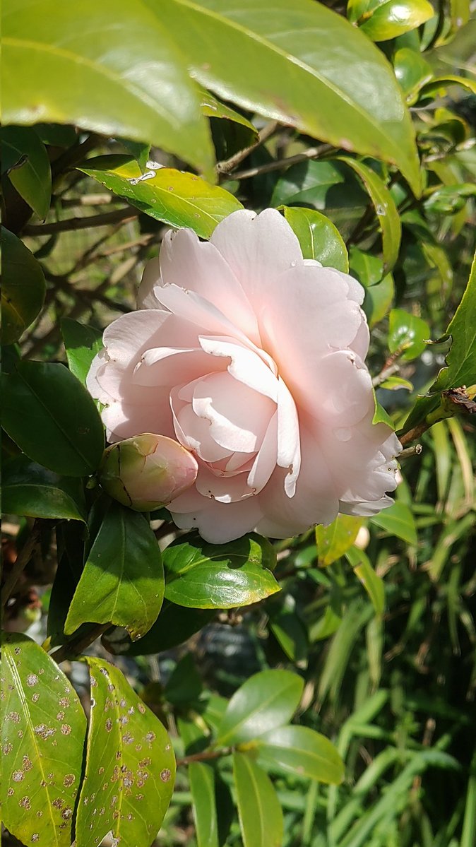 Yumeoibito tweet media