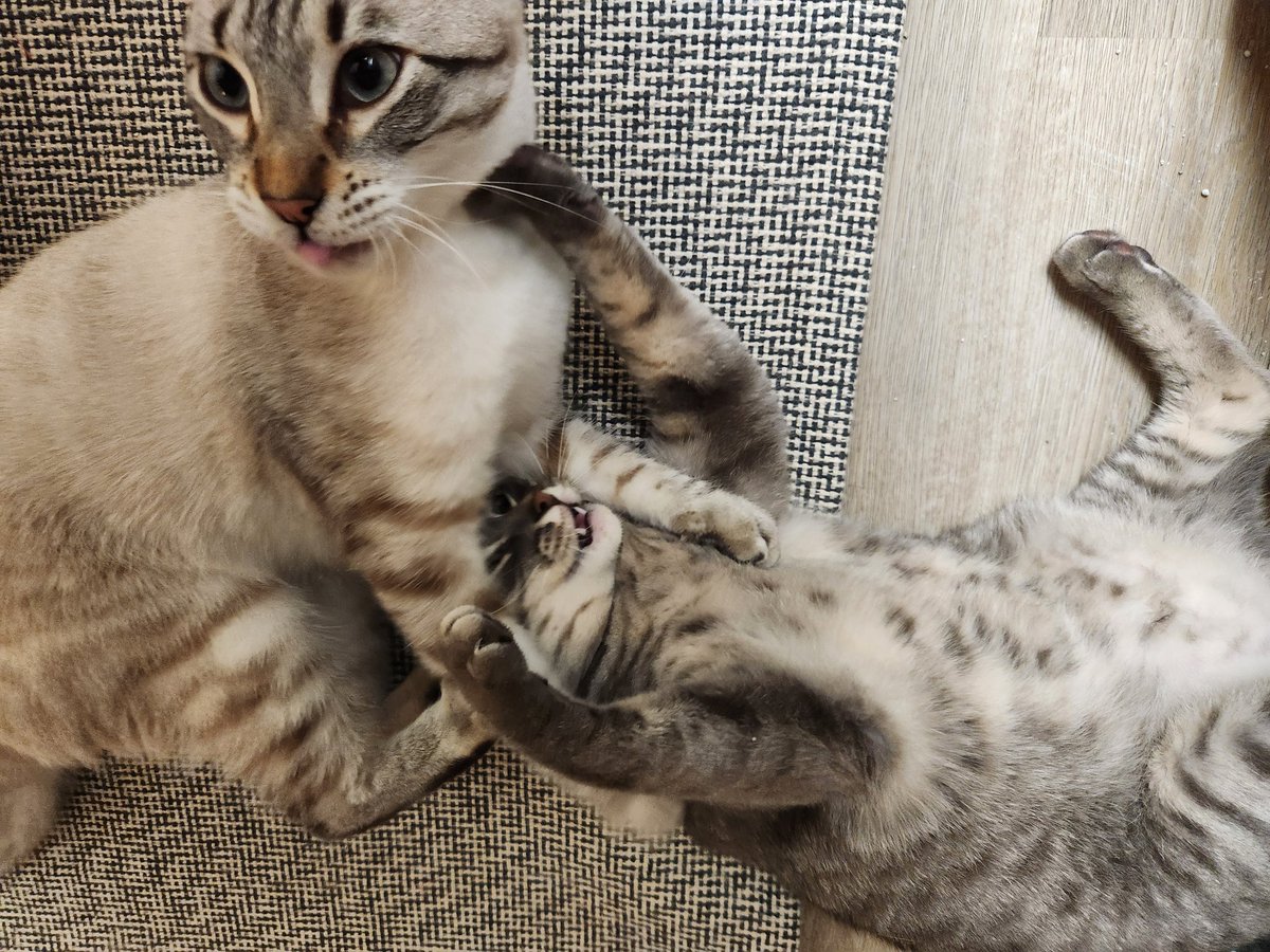 lentil & bowser 🩶 walter & bonkers 🌈 tweet media