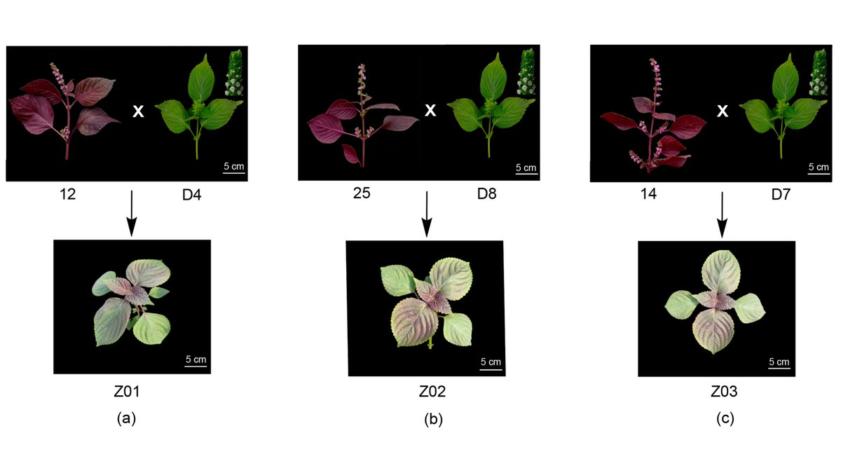 Plants_MDPI's tweet photo. 🌿 Purple perilla with a perillene chemotype — assumed impossible, now achieved.
New breeding study proves leaf colour and chemotype are not tightly linked in Perilla frutescens.
🔗 Read more: https://t.co/4FcSs9Nmff
#Perilla #PlantBreeding #Chemotype https://t.co/su0AxJKVad