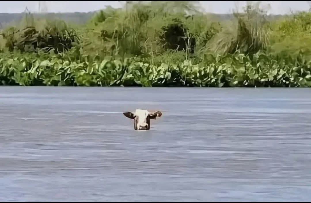 shija Habib tweet media