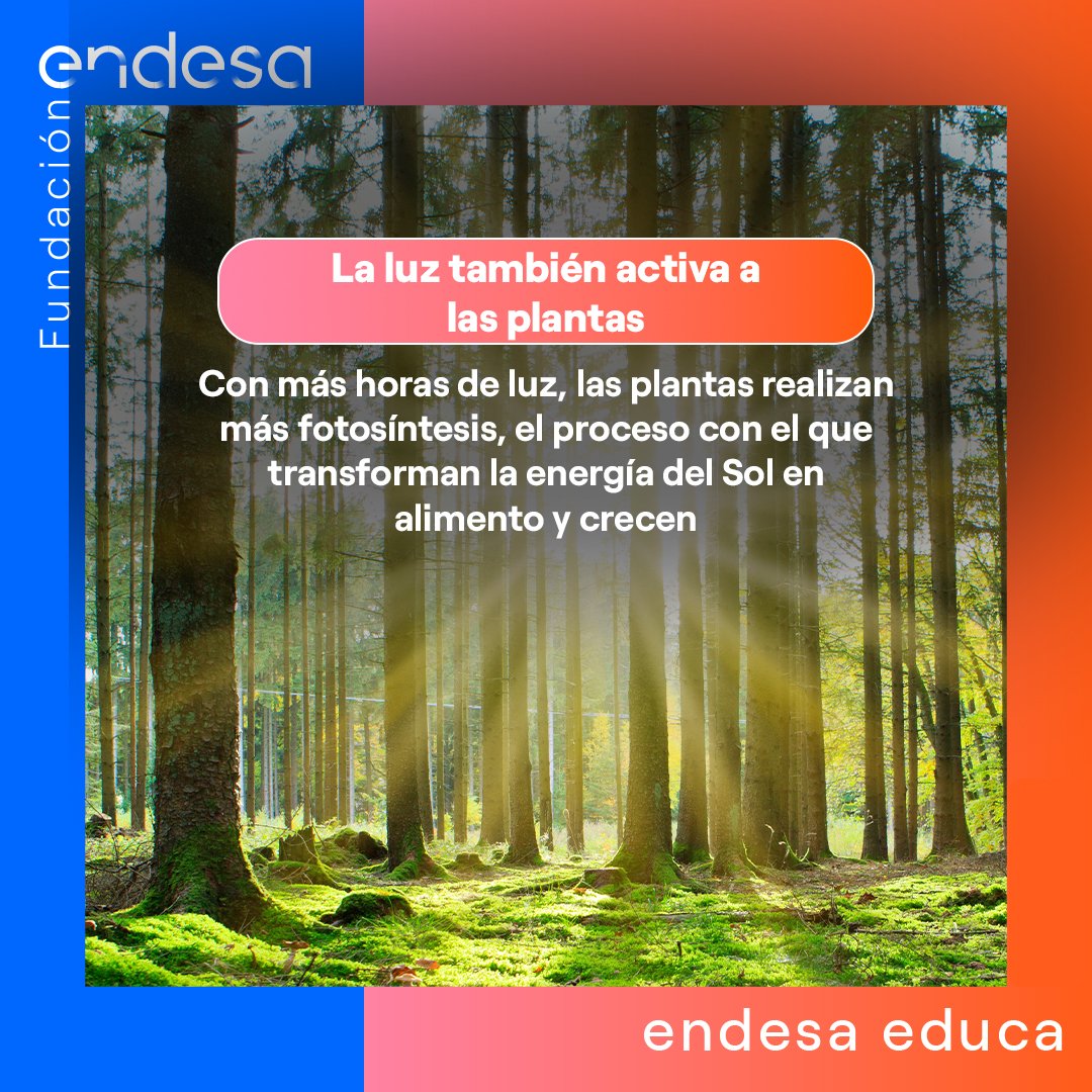 Endesa Educa tweet media