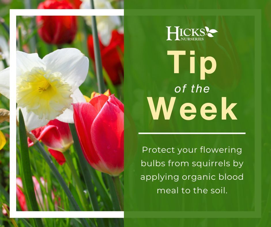 Hicks Nurseries tweet media