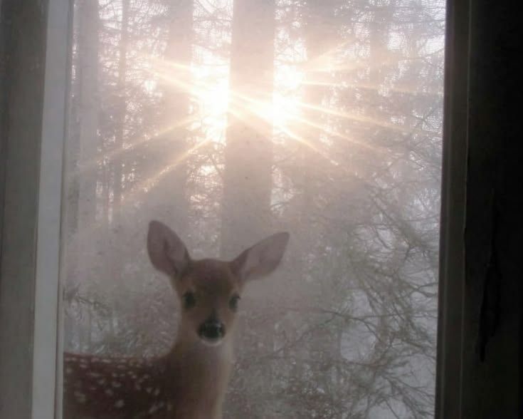 Deer in Places they Shouldn't Be tweet media