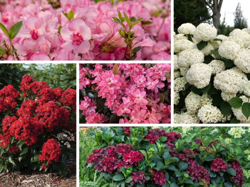 BloomingSecrets tweet media