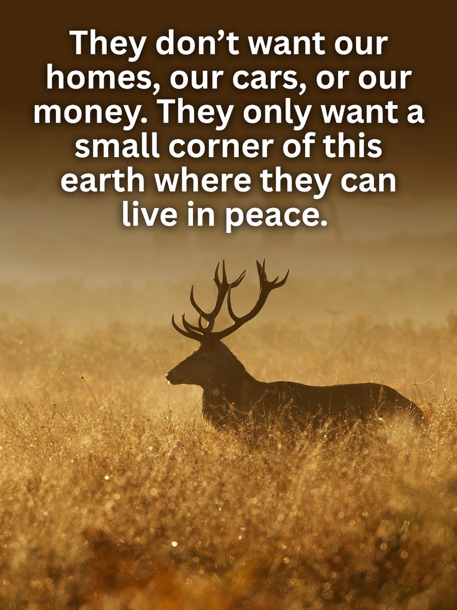 Vegan FTA tweet media