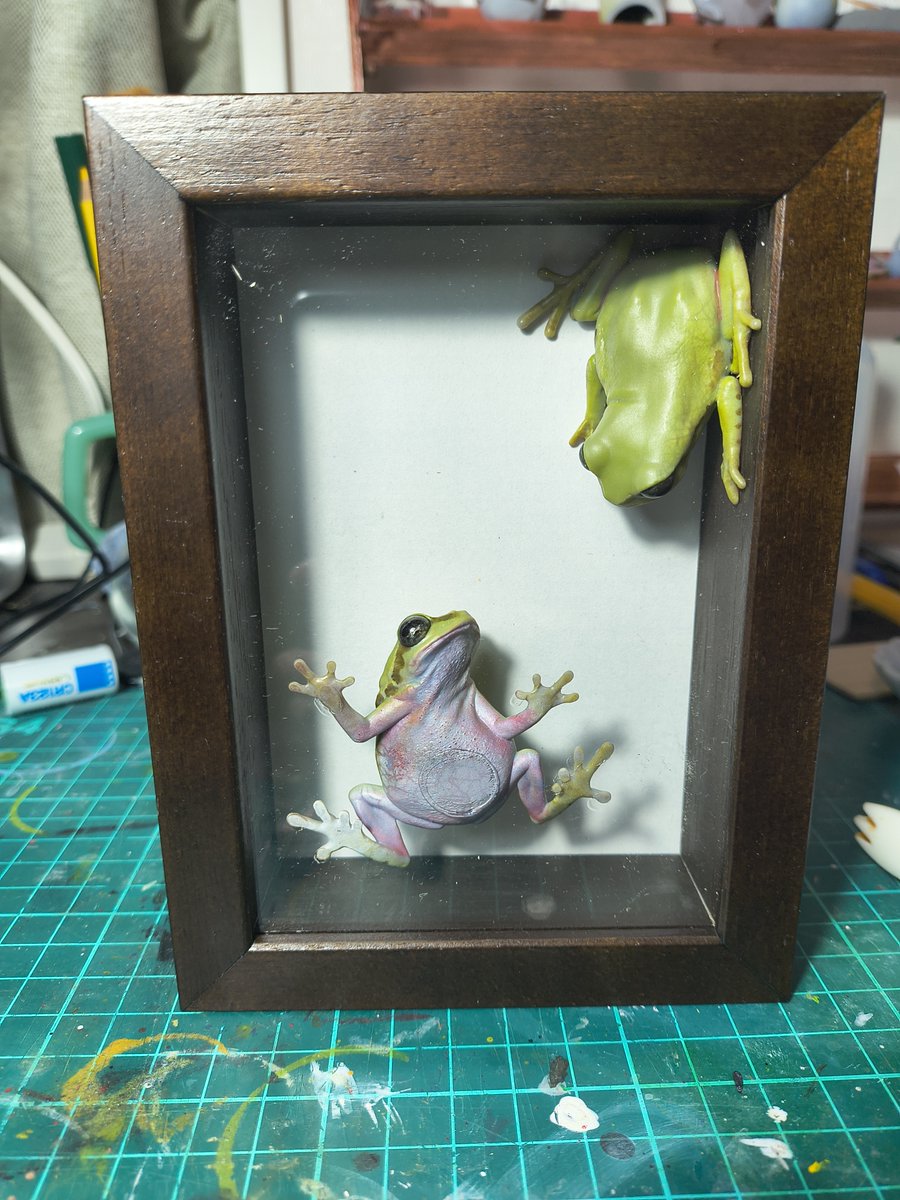 Bakaeru_model:蛙の棚 tweet media