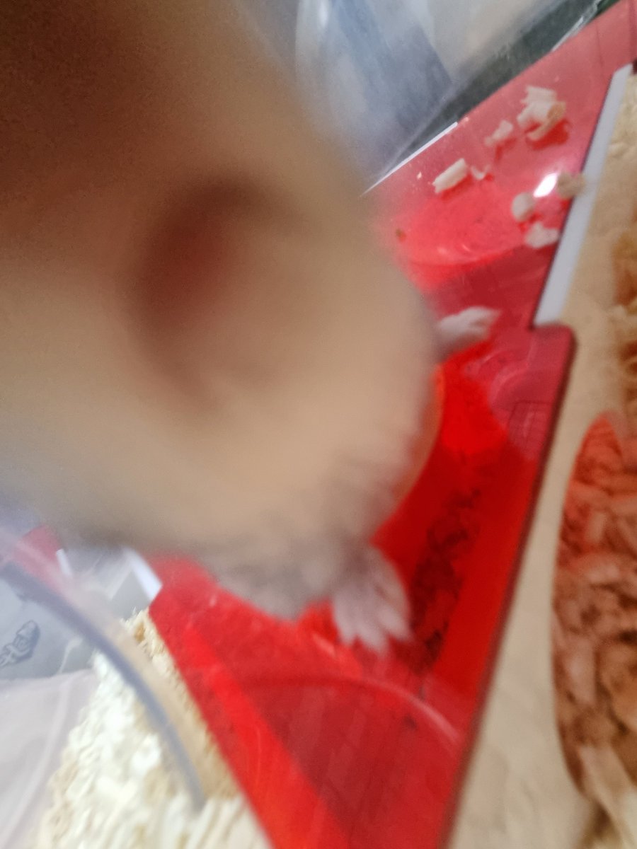 둥근햄 tweet media