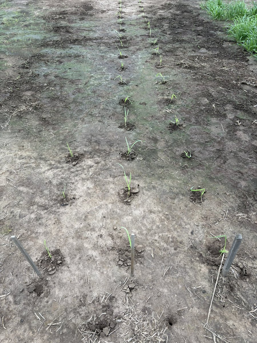 Pasture Genetics tweet media