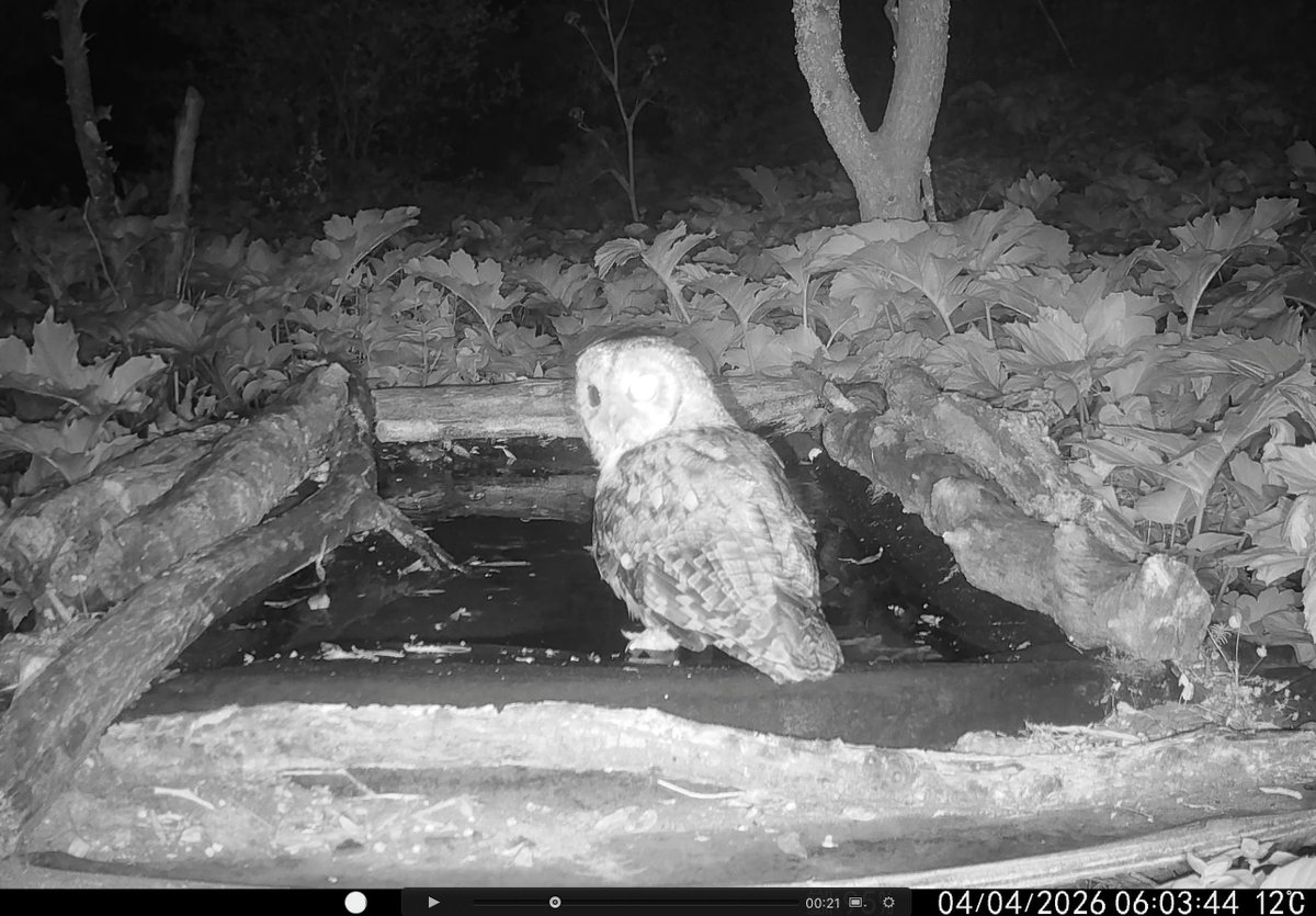 Tommy Finlayson 🇬🇧🇬🇮 tweet media