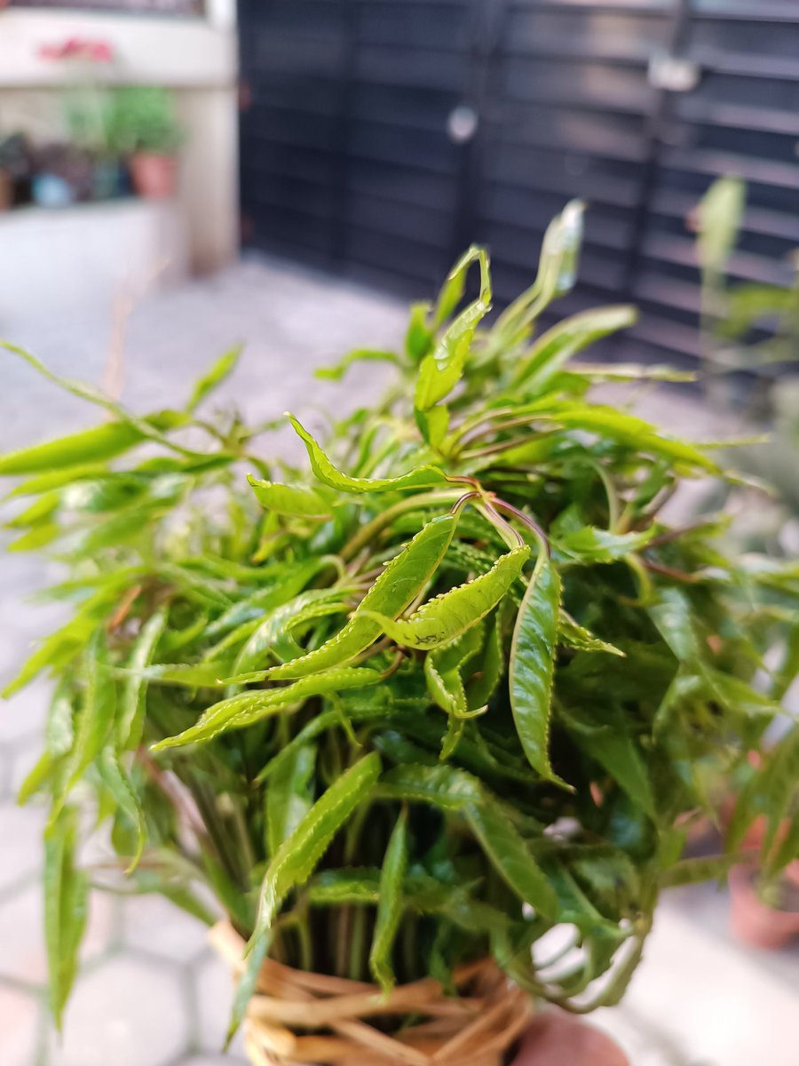 Sanjib Chaudhary tweet media