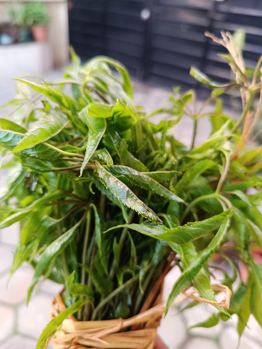 Sanjib Chaudhary tweet media