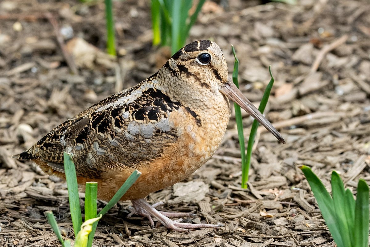 ValerieBlock's tweet image. Here’s a few more looks at Bryant Park’s most popular visitor. The American woodcock just being its own cute self. Irresistible! #birdcpp #birding #canonphotography #wildlife