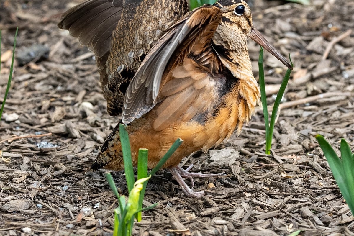 ValerieBlock's tweet image. Here’s a few more looks at Bryant Park’s most popular visitor. The American woodcock just being its own cute self. Irresistible! #birdcpp #birding #canonphotography #wildlife