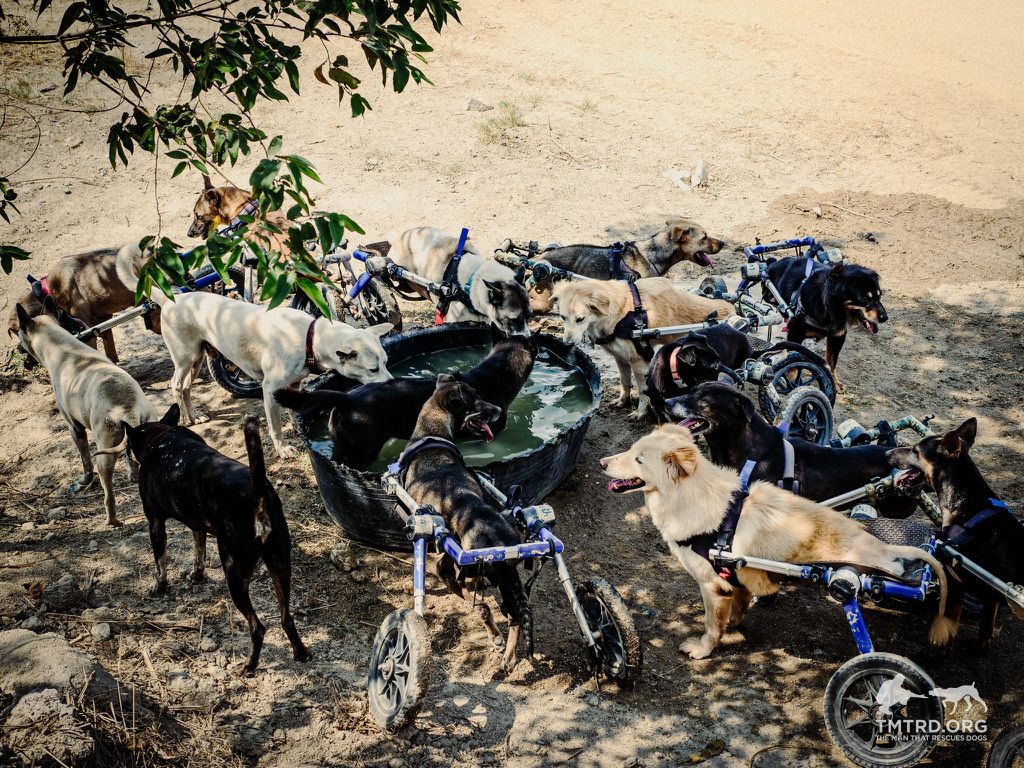 TMTRD - The Man That Rescues Dogs Foundation tweet media