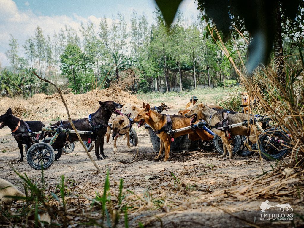 TMTRD - The Man That Rescues Dogs Foundation tweet media