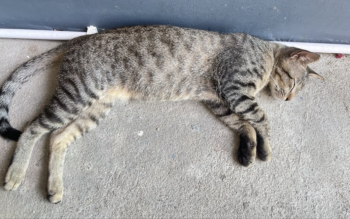 love star ☘️Oaae 🌟 🦋🍁 🐰🌊 tweet media