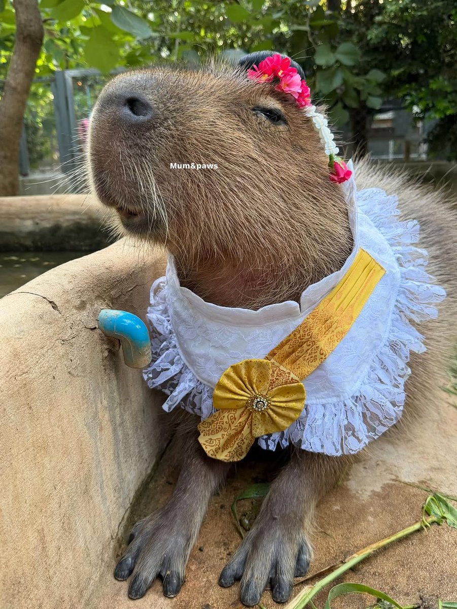 capybara owner tweet media