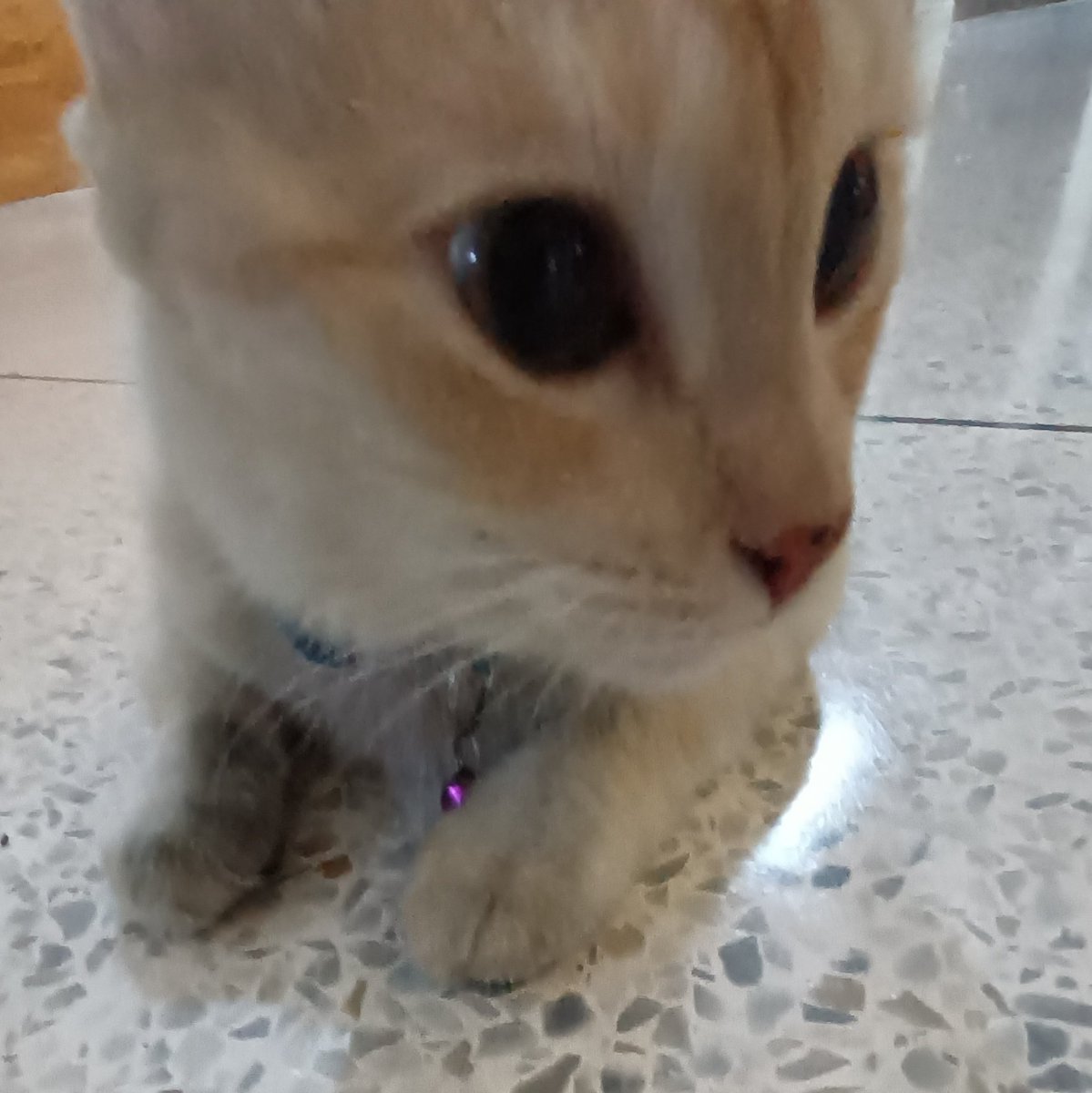 jaf, thesecond tweet media