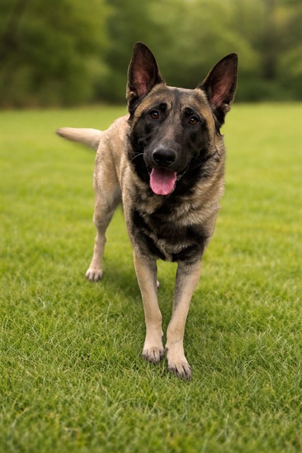 AnimaLancaster's tweet image. #A5767488
Male, sable and cream Belgian Malinois
1 year and 6 months old.
PetHarbor.com/pet.asp?uaid=L…