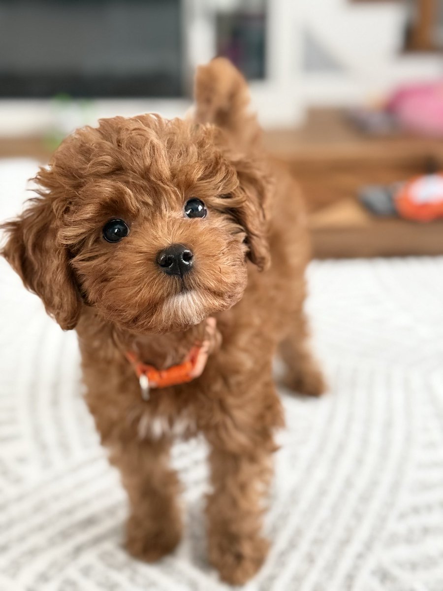 Shepard tweet media