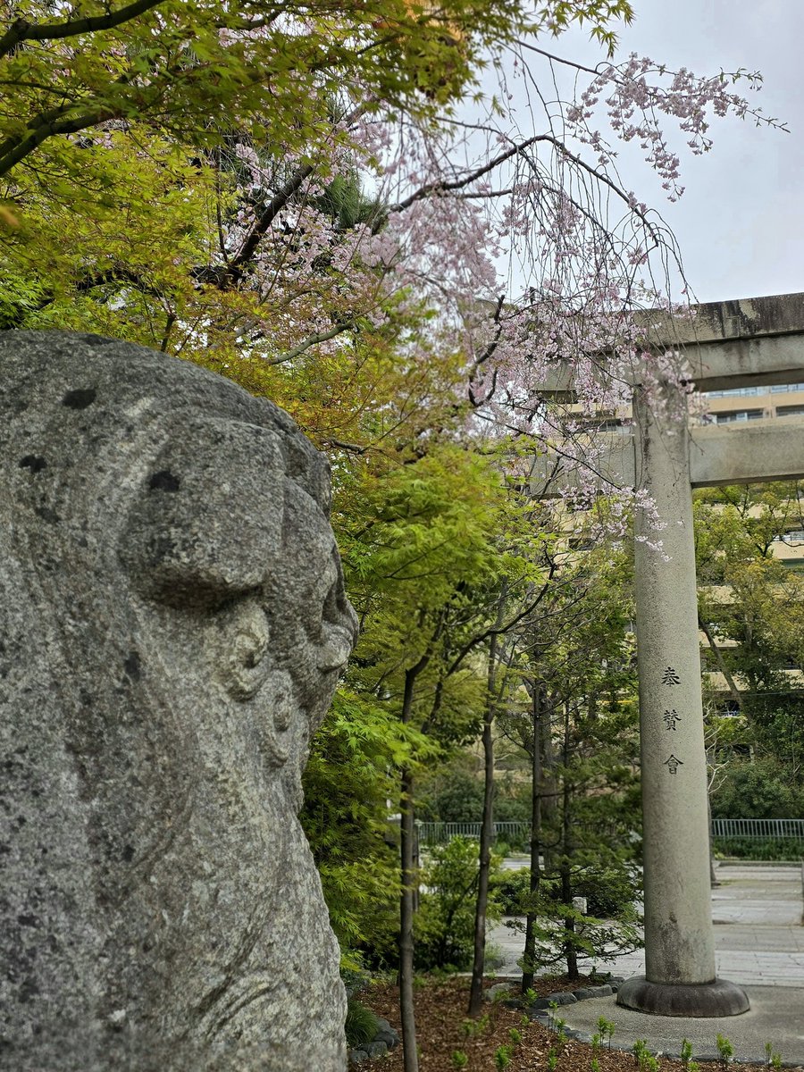 samnoonedoe's tweet photo. 今年のお花見 https://t.co/GOA6lwVE2d