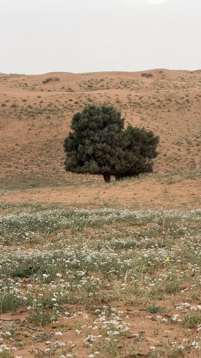 سعد الحريص 📸 tweet media