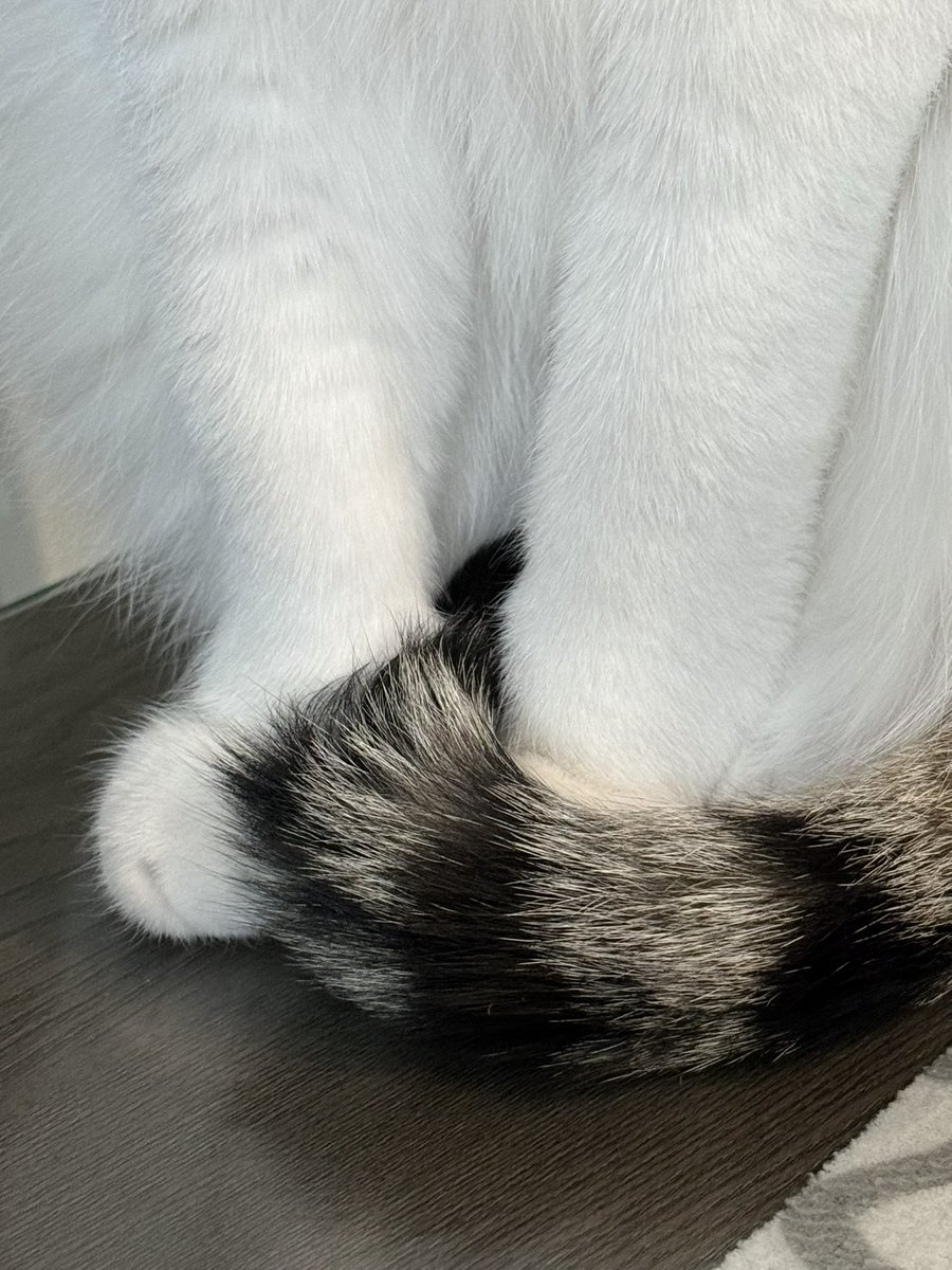 우리집 삐치고양이 tweet media