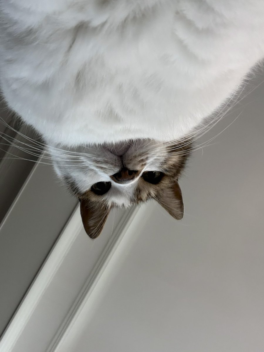 우리집 삐치고양이 tweet media